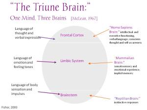 The Triune brain